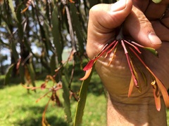 Muellerina eucalyptoides