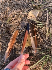 Colaptes auratus cafer