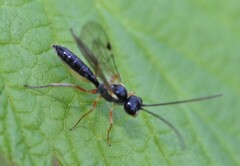 Acrotomus succinctus