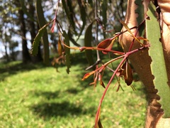 Muellerina eucalyptoides
