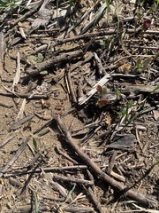 Pogonomyrmex subdentatus