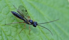 Acrotomus succinctus