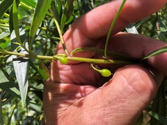 Muellerina eucalyptoides