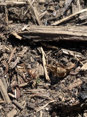 Pogonomyrmex subdentatus