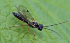 Acrotomus succinctus