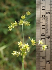Juncus xiphioides