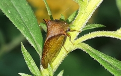 Stictocephala basalis