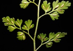 Asplenium hookerianum