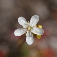 Drosera micrantha