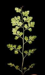 Asplenium hookerianum