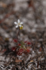 Drosera micrantha