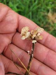 Marasmiellus tricolor