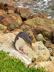 Megadyptes antipodes