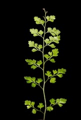 Asplenium hookerianum
