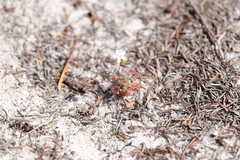 Drosera micrantha
