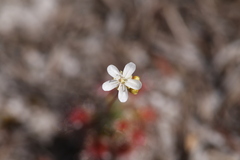 Drosera micrantha