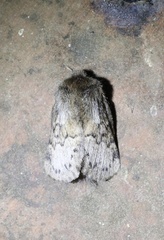 Macromphalia ancilla