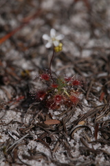Drosera micrantha