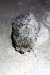 Macromphalia ancilla