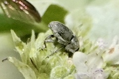Odontocorynus umbellae