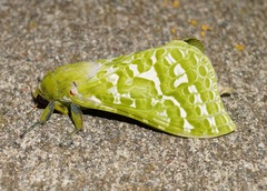 Aenetus virescens