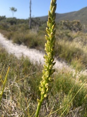 Prasophyllum elatum