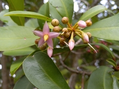 Ardisia