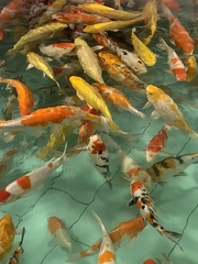 Cyprinus rubrofuscus