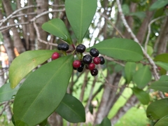 Ardisia