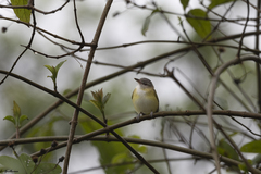 Vireo flavoviridis