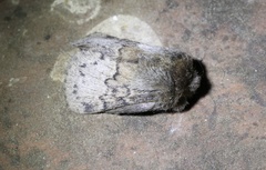 Macromphalia ancilla