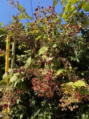 Rubus bifrons