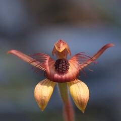 Caladenia discoidea
