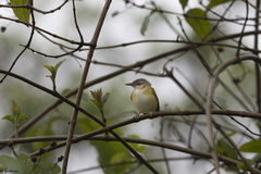 Vireo flavoviridis