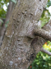 Ardisia