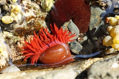 Actinia tenebrosa