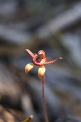 Caladenia discoidea