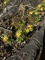 Hamadryas magellanica