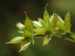 Juncus xiphioides