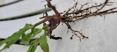 Paspalum mandiocanum