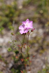 Drosera drummondii