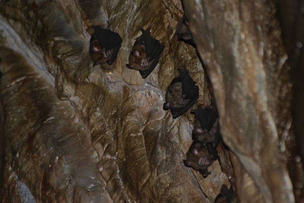 Griffin's Leaf-Nosed Bat