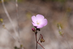 Drosera drummondii