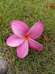 Plumeria