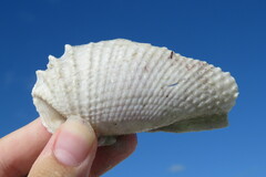 Cyrtopleura costata