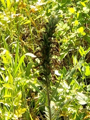 Pedicularis procera