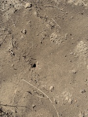 Pogonomyrmex occidentalis