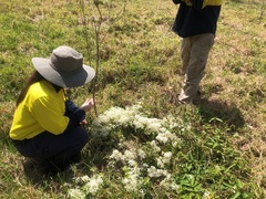 Clematis glycinoides