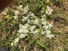 Clematis glycinoides