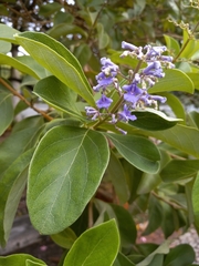 Vitex